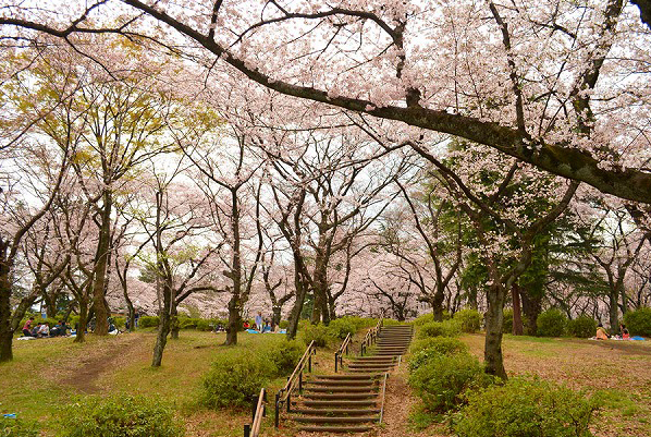 三ツ沢公園の桜
