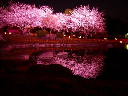 別府公園の夜桜