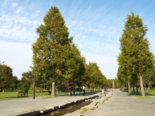 舎人公園 メタセコイアの並木道